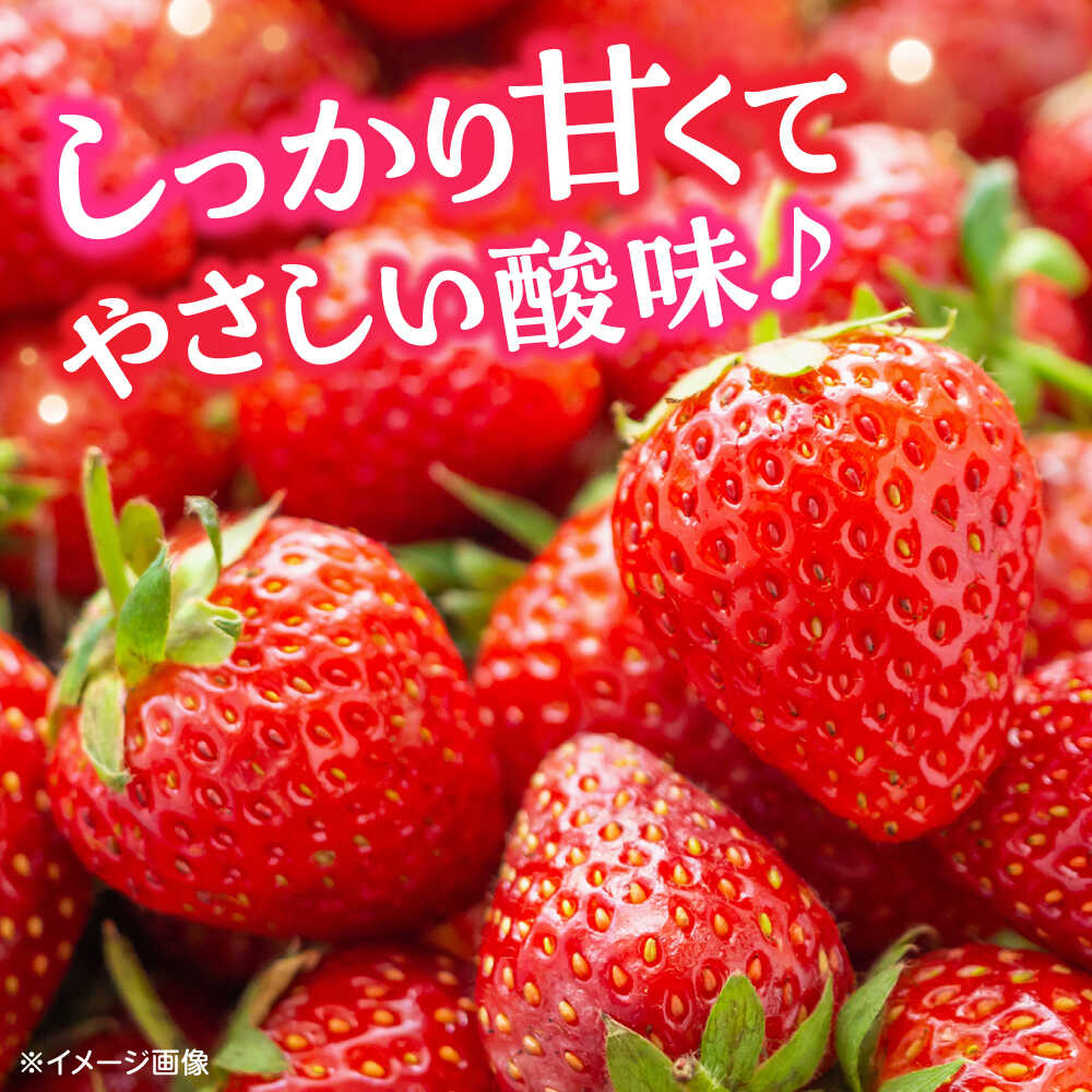 【ふるさと納税】【先行予約】いちご 恋みのり 百花園ファーム 約1.4kg（約350g×4P）20粒/P Lサイズ 【亀井通産 株式会社】[AYBQ031] サムネイル3