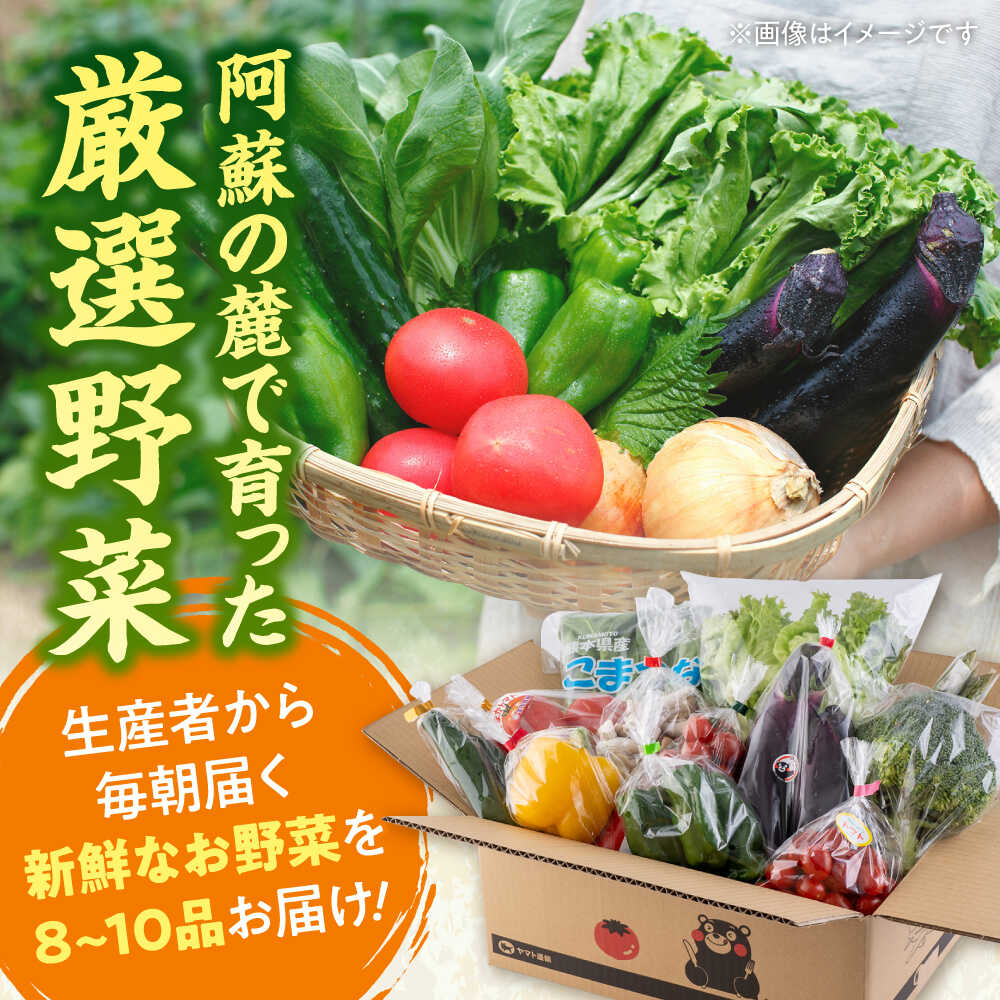 【ふるさと納税】《選べるお届け回数！》旬の野菜 おまかせ 詰め合わせ セット 8〜10品目 野菜セット 詰め合わせ 直送 産地直送 国産 九州産 送料無料 旬 野菜 セット 冷蔵 クール便 熊本産【合志物産販売 志来菜彩】[AYCA001] - 画像3