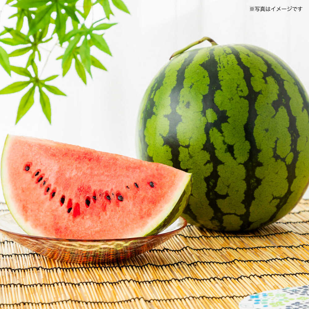 【先行予約】大玉 スイカ　1玉（約7〜9kg）【中島農園】合志 熊本県 西瓜 すいか 果物 スイカ フルーツ くだもの 甘い 新鮮 果汁 ジューシー 大玉 期間限定 季節の果物 [AYCX001]