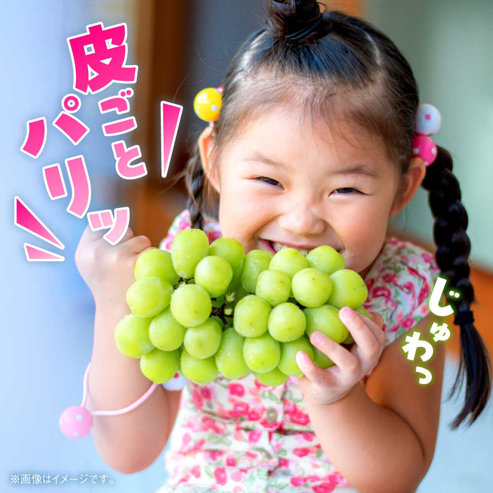 【ふるさと納税】【2026年発送分 先行予約】【数量限定】シャインマスカット 1房（約500～700g）　【中島農園】 合志市 熊本県 産地直送 マスカット ますかっと シャインマスカット しゃいんますかっと ブドウ 葡萄 果物 くだもの 大粒 種なし 皮ごと 季節限定 [AYCX002] サムネイル2