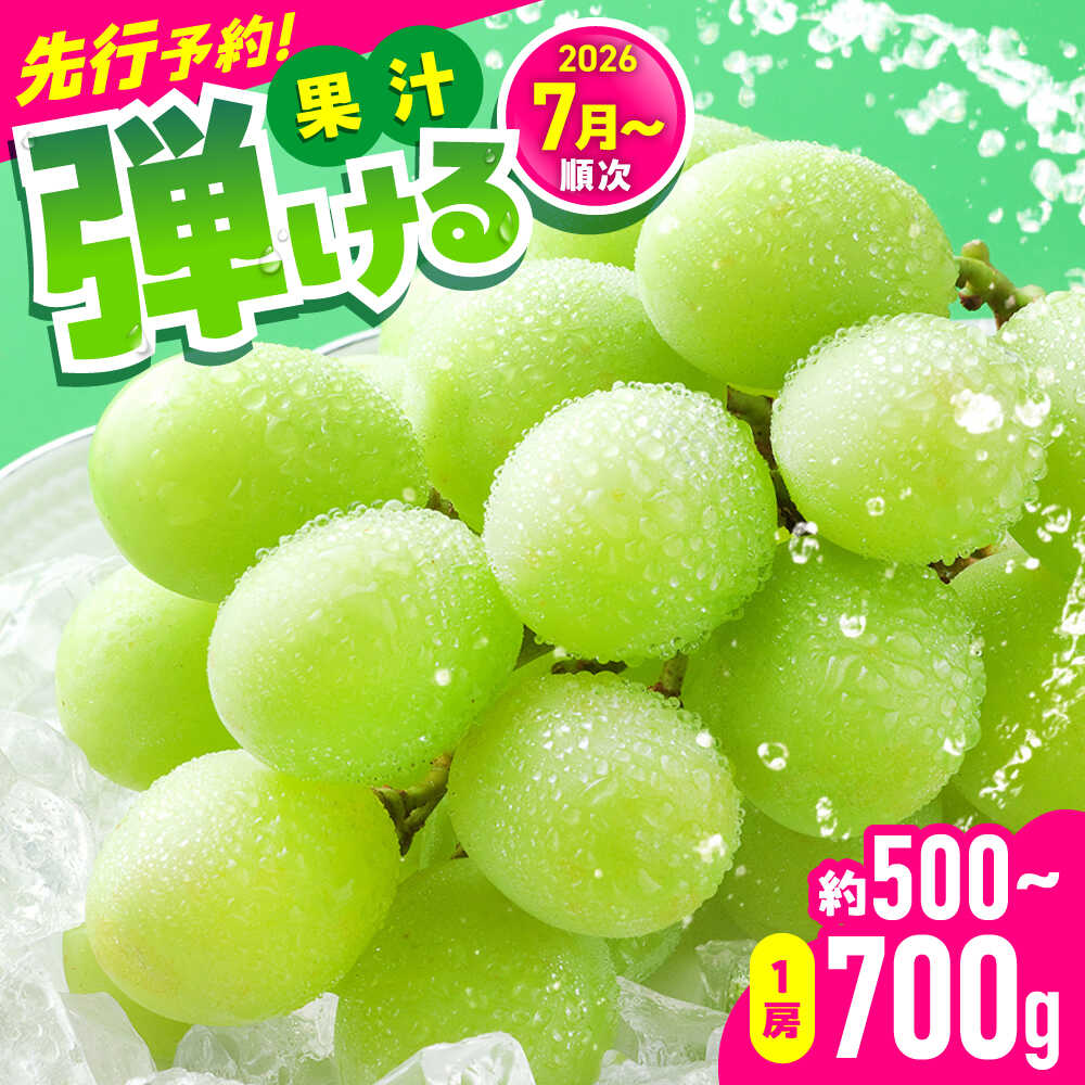 【2026年発送分 先行予約】【数量限定】シャインマスカット 1房（約500～700g）　【中島農園】 合志市 熊本県 産地直送 マスカット ますかっと シャインマスカット しゃいんますかっと ブドウ 葡萄 果物 くだもの 大粒 種なし 皮ごと 季節限定 [AYCX002]