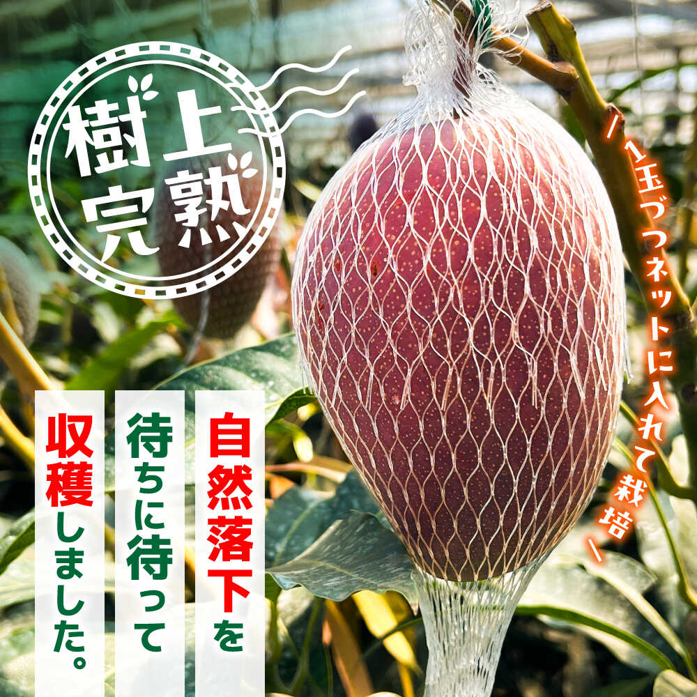 【ふるさと納税】【2026年発送分 先行予約】【訳あり】 菊池マンゴー約1kg（2〜3玉） L〜4Lサイズ　【友枝マンゴー農園】[AYDF001] マンゴー 完熟マンゴー 菊池マンゴー アーウィン とろける 濃厚 甘い ジューシー 南国フルーツ 高級フルーツ 贈答用 訳あり サムネイル3