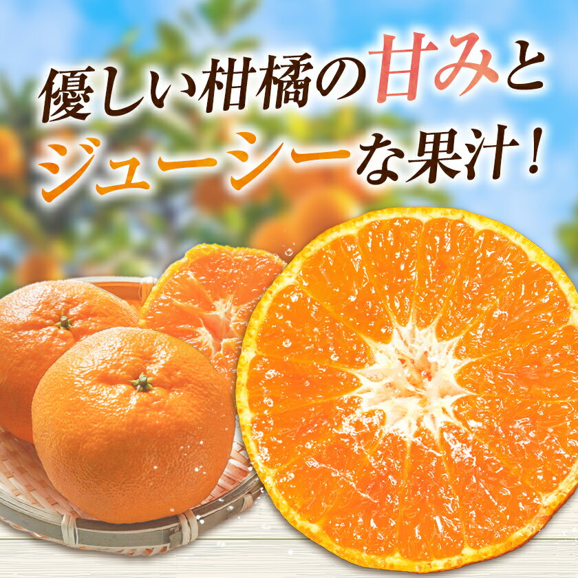 【ふるさと納税】 西南のひかり 約5kg さかもと果樹園《11月中旬-12月末頃出荷》熊本県 玉名郡 玉東町 みかん 柑橘 フルーツ 果物 ご家庭用 サイズミックス サムネイル3