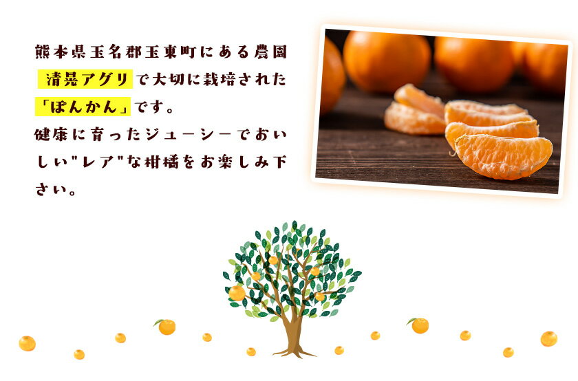 【ふるさと納税】秋 旬 期間限定 『清晃アグリ』のご家庭用 ポンカン 約4kg(M-3Lサイズ) 【日付指定不可】 予約受付中 フルーツ 秋 旬 少し青くても甘くて ジューシー ♪熊本 県 玉名 郡 玉東 町『清晃アグリ』ポンカン《12月中旬-1月中旬頃出荷》 ぽんかん サムネイル3