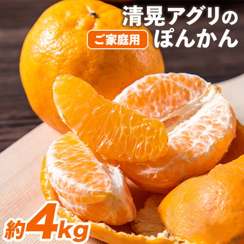 秋 旬 期間限定 『清晃アグリ』のご家庭用 ポンカン 約4kg(M-3Lサイズ) 【日付指定不可】 予約受付中 フルーツ 秋 旬 少し青くても甘くて ジューシー ♪熊本 県 玉名 郡 玉東 町『清晃アグリ』ポンカン《12月中旬-1月中旬頃出荷》 ぽんかん