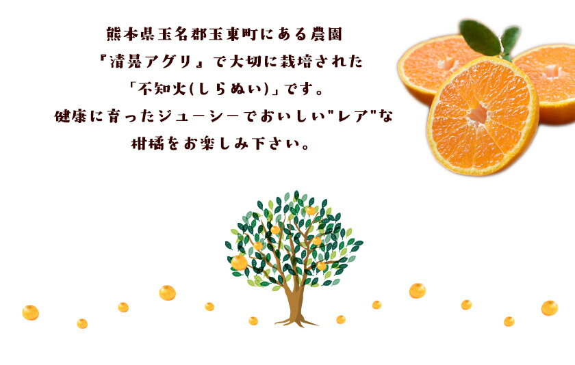 【ふるさと納税】『清晃アグリ』の不知火(しらぬい) 【日付指定不可】 予約受付中 フルーツ 旬★あのデコポンと同品種★約4kg(L-4Lサイズ)10玉-16玉前後 熊本県玉名郡玉東町『清晃アグリ』不知火《3月上旬-3月下旬頃出荷》 サムネイル3