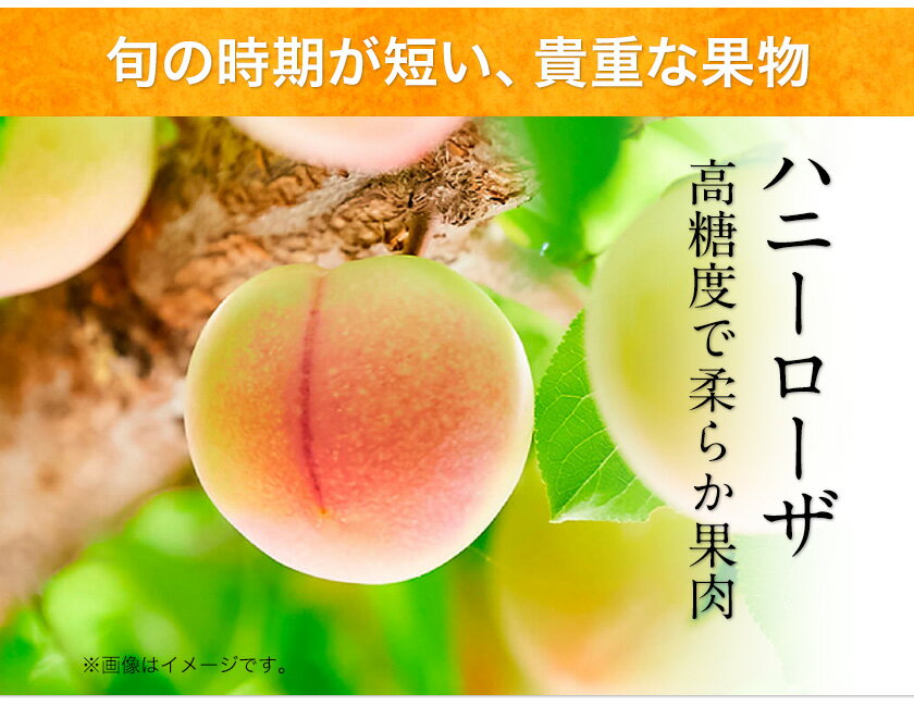 【ふるさと納税】糖度17度の甘さ♪ハニーローザアイスクリーム 120ml×8個 熊本県玉名郡玉東町 すもも ハニーローザ アイス ぷらっとぎょくとう《60日以内に出荷予定(土日祝除く)》 - 画像3