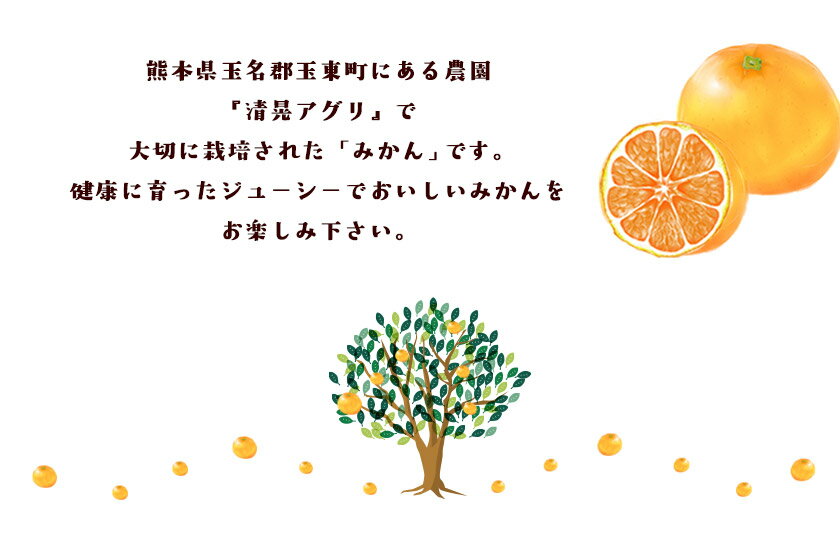 【ふるさと納税】みかん 柑橘 『清晃アグリ』 みかん 約4kg(2S-2Lサイズ) 【日付指定不可】 予約受付中 フルーツ 秋 旬★熊本 県 玉名 郡 玉東 町 健康 土 ジューシー おいしい みかん ！《11月中旬-12月末頃出荷(土日祝除く)》 美味しい 甘い サムネイル3