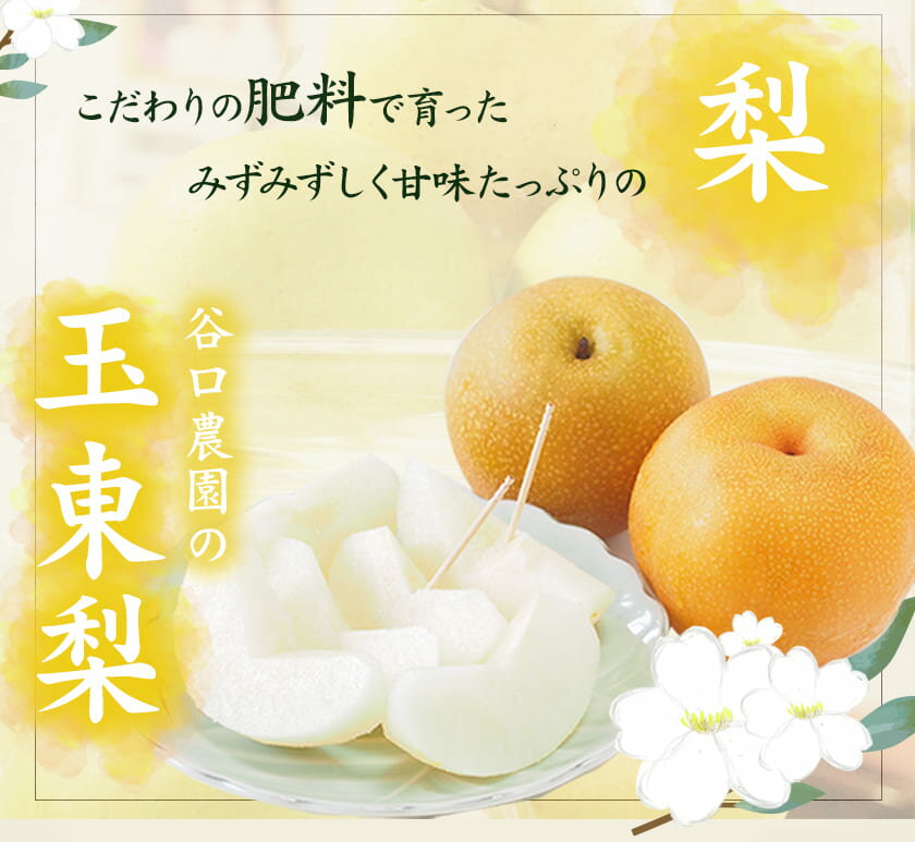 【ふるさと納税】『谷口農園』の玉東梨 期間限定 選べる たっぷり約5kg前後(約6-16玉前後) or 約3kg前後(約4-10玉前後) 【日付指定・品種指定不可】熊本県玉名郡玉東町 なし 果物 スイーツ フルーツ デザート スムージー《8月中旬-10月上旬頃出荷》 - 画像3