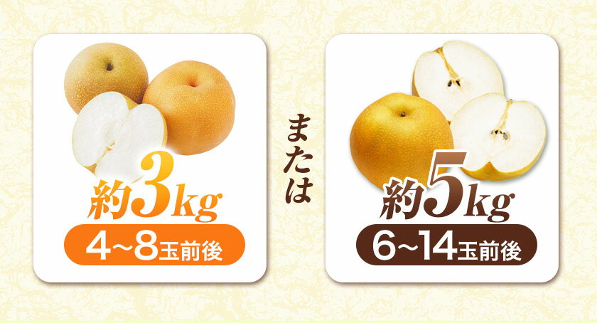 【ふるさと納税】秋 旬 梨 フルーツ 『緑伸園』旬の梨 旬の品種をお届けします！ たっぷり約5kg 6-14玉前後 or 約3kg 4-8玉前後 果物 スイーツ フルーツ デザート スムージー 《8月中旬-9月下旬頃出荷》期間限定 熊本県玉名郡玉東町産 豊水梨 秋麗梨 あきづき 甘太 新高梨 - 画像3