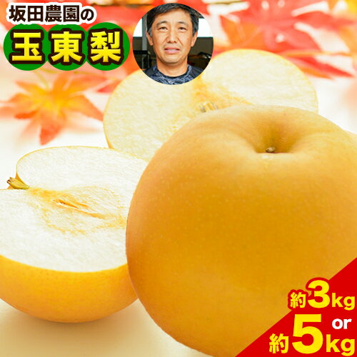 梨 なし 旬の梨 坂田農園 玉東梨 期間限定 【内容量をお選びください】 約5kg 約3kg 熊本県玉名郡玉東町産 果物 梨 スイーツ フルーツ デザート スムージー 大容量 熊本県玉東町 あきづき《8月中旬- 9月末頃出荷》