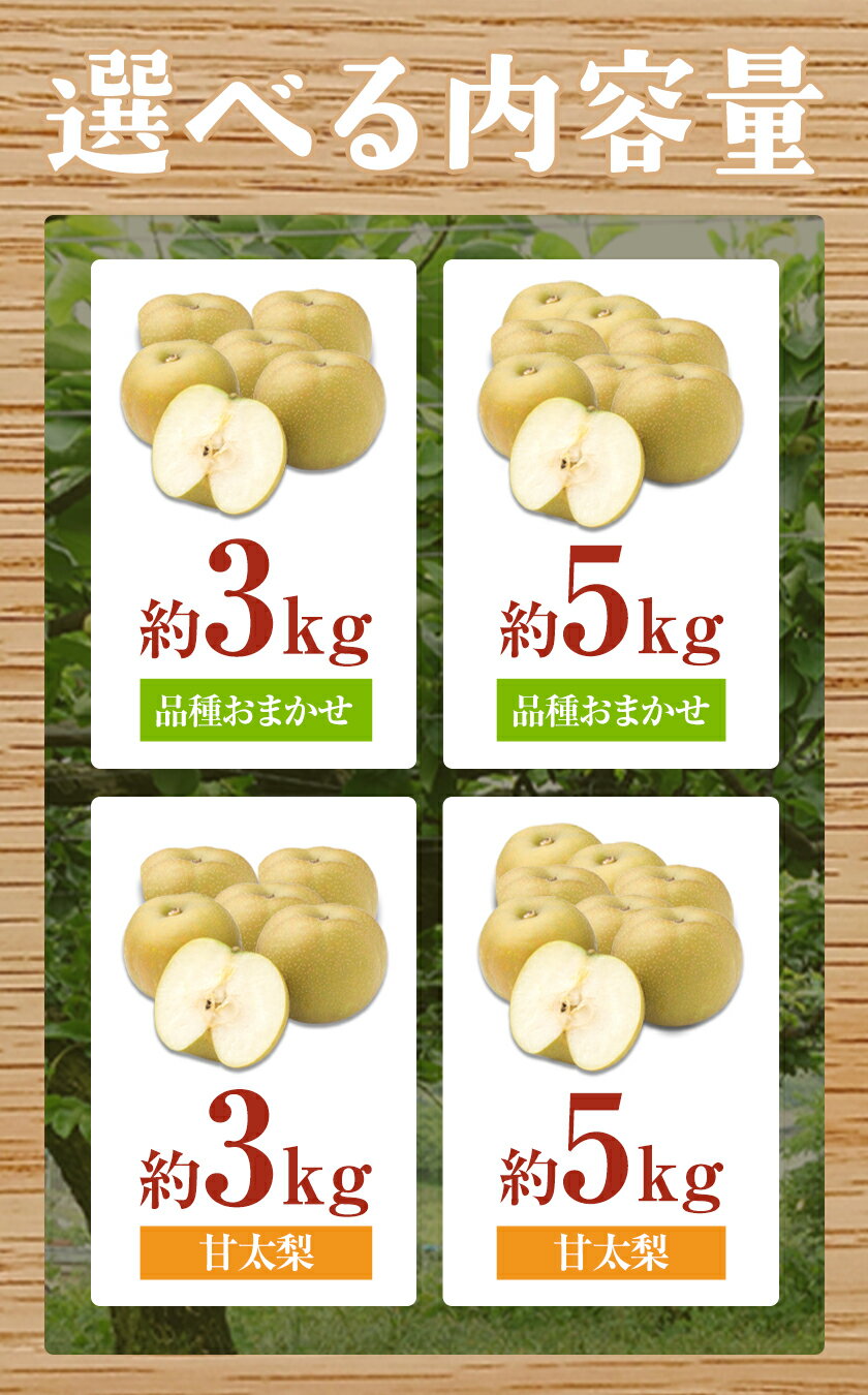 【ふるさと納税】【先行予約】梨 なし 旬の梨 フルーツ 豊水 あきづき 甘太 新高 ゆみちゃん農園の玉東梨 選べる 約3kg 約5kg 《内容量をお選びください》熊本県玉名郡玉東町 梨 なし 果物 フルーツ《2026年8月下旬-10月上旬頃出荷》 - 画像3