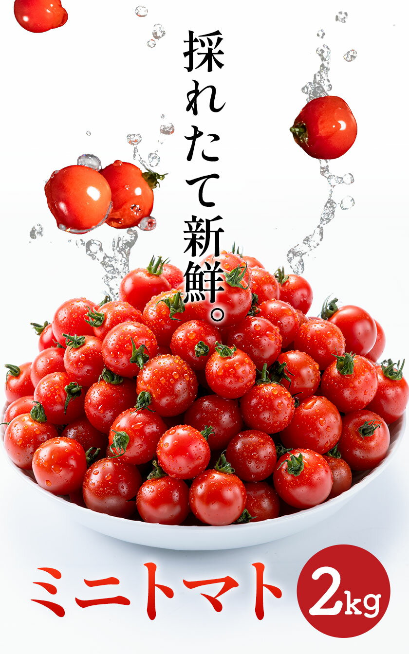 【ふるさと納税】 ミニトマト とれたてミニトマト 2kg トマト 野菜 サラダ ダイエット おやつ パスタ マリネ 有機肥料 ミニトマト宮本《30日以内に出荷予定(土日祝除く)》 熊本県 長洲町 定期 トマト とまと 野菜 国産 熊本県産 定期便 - 画像2
