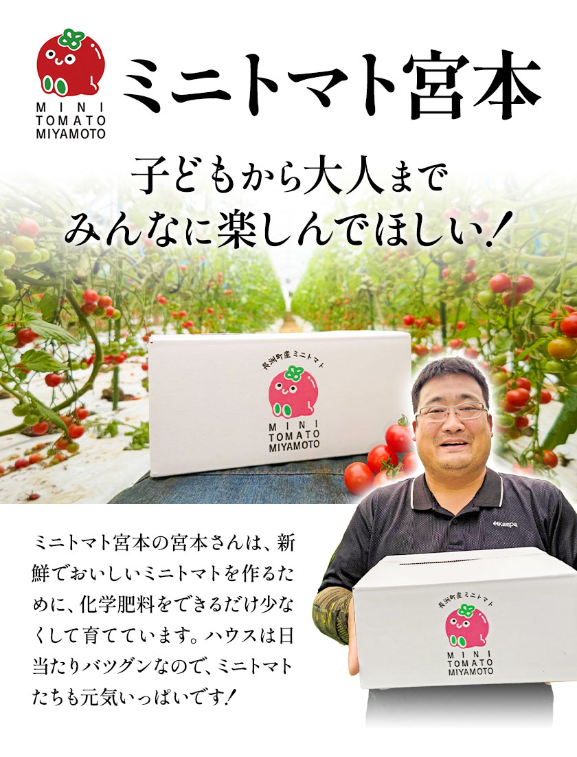 【ふるさと納税】 ミニトマト とれたてミニトマト 2kg トマト 野菜 サラダ ダイエット おやつ パスタ マリネ 有機肥料 ミニトマト宮本《30日以内に出荷予定(土日祝除く)》 熊本県 長洲町 定期 トマト とまと 野菜 国産 熊本県産 定期便 - 画像3