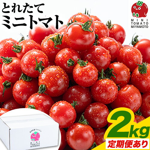 ミニトマト とれたてミニトマト 2kg トマト 野菜 サラダ ダイエット おやつ パスタ マリネ 有機肥料 ミニトマト宮本《30日以内に出荷予定(土日祝除く)》 熊本県 長洲町 定期 トマト とまと 野菜 国産 熊本県産 定期便