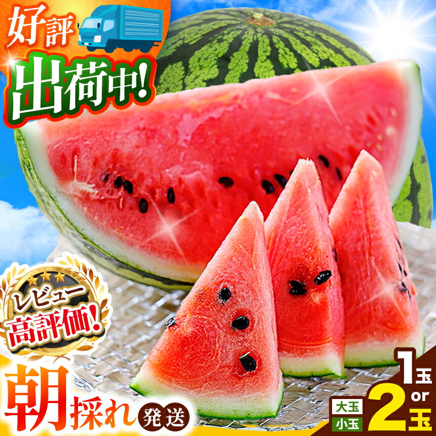 小玉スイカ順次出荷中 | 売切御免 | ★4.6以上 大玉 小玉 スイカ 赤色 1玉 2玉 すいか or 訳ありスイカ 【 2026年 4月中旬 〜 6月末 頃まで順次発送 】西瓜 果物 フルーツ 熊本県 和水町 くまもと 産地直送 農家直送 石原農園 美味 朝摘み 野菜 オススメ