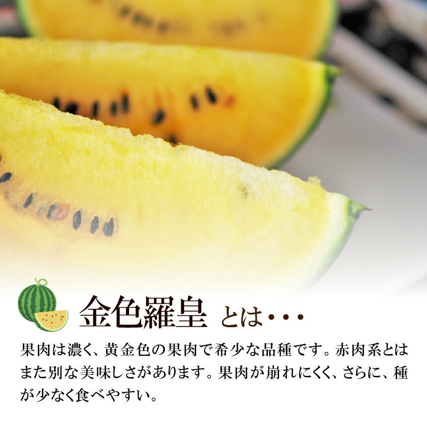 【ふるさと納税】 大玉 スイカ 黄金色 金色羅皇 1玉 すいか スイカ 2026年6月中旬頃発送 果物 フルーツ 大玉 国産 熊本県 和水町 西瓜 大玉くまもと 熊本県 希少 野菜 人気 こんじき らおう サムネイル3