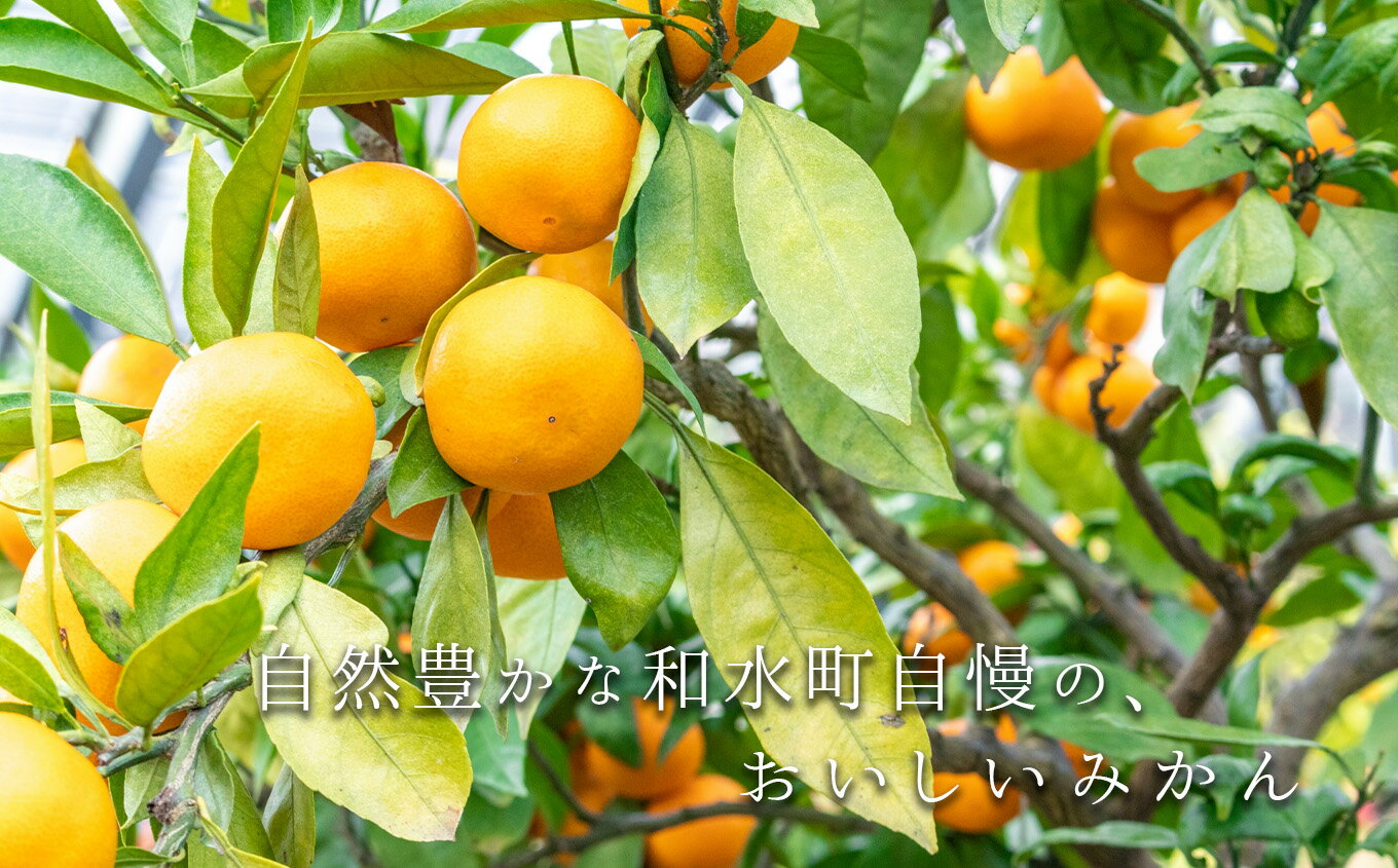 【ふるさと納税】【 先行予約 】【 訳あり 】期間限定 大玉 温州みかん 和水町産 ご家庭用 約 8kg | キズ 傷 スレ 2L 3L フードロス 農家支援 災害支援 果物　冬 家庭用 フルーツ 柑橘 SDGs 食品 熊本県 熊本 くまもと 和水町 なごみまち なごみ 大玉 大玉みかん ミカン サムネイル3