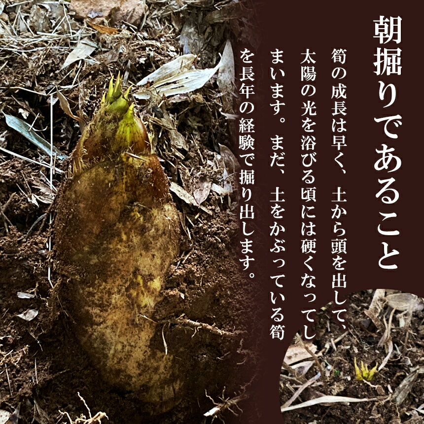 【ふるさと納税】選べる 内容量 無添加 高品質 水煮たけのこ 800g or 1.2kg 熊本県産 九州産 大容量 国産 たけのこ タケノコ 真空 小分け 送料無料 - 画像3