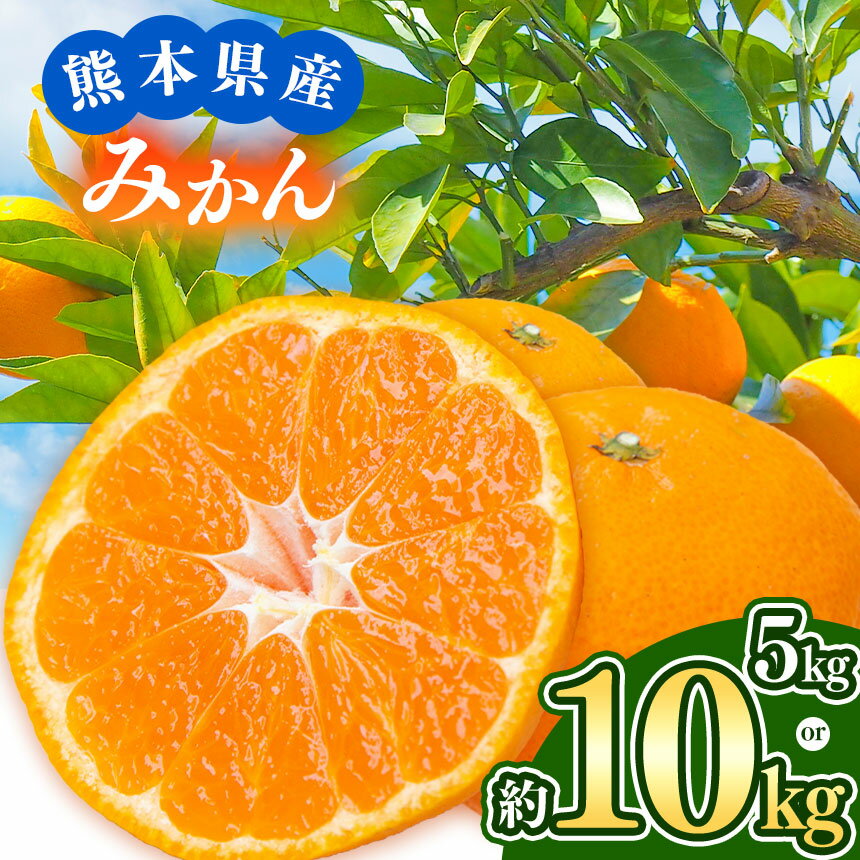 【 先行予約 】 みかん 熊本県なごみ町産みかん 選べる内容量 約 5kg or 10kg | 熊本県 熊本 くまもと 和水町 なごみ ミカン 柑橘 果物 季節の果物 温州みかん