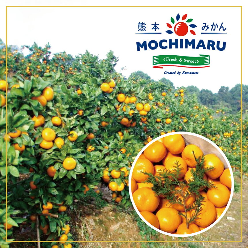 【ふるさと納税】選べる容量 創業100年 甘さ際立つ！熊本温州みかん 約 3kg or 5kg | 熊本県 熊本 くまもと 和水町 なごみまち なごみ 柑橘 柑橘類 ミカン ミカン みかん 温州ミカン 温州みかん サムネイル3