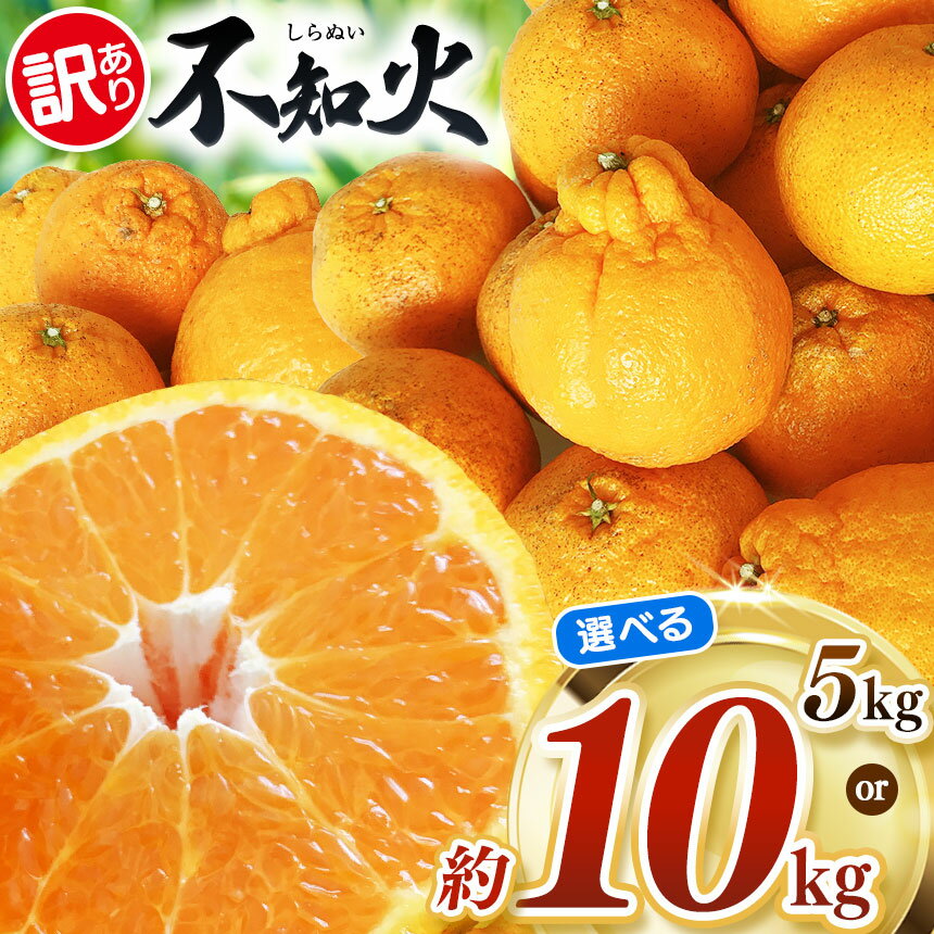 【 先行予約 】 選べる内容量 【訳あり】 不知火 約 10kg or 5kg 池田ファーム | デコポン しらぬい フルーツ 和製 果物 熊本県産 熊本県 熊本 くまもと 和水町 なごみまち なごみ 柑橘類 果物 フルーツ