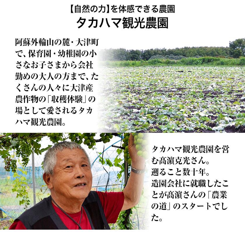 【ふるさと納税】熊本県大津町産 タカハマ観光農園の太秋柿 約2.5kg《10月中旬-11月下旬頃出荷》 サムネイル3