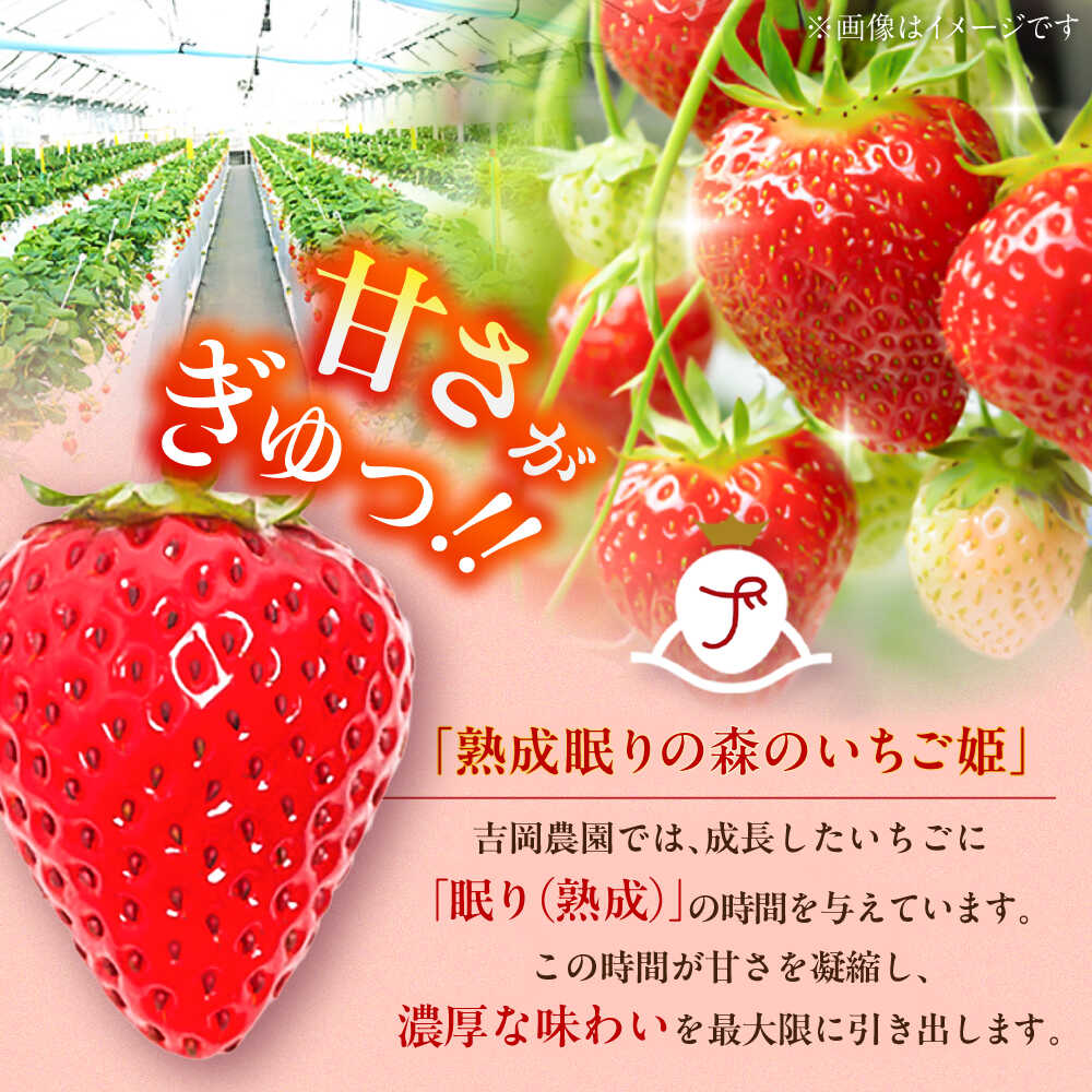 【ふるさと納税】【先行予約】【2026年1月発送開始】 熊本県産 いちご さちのか 計1kg (250g×4パック) 苺 果物 フルーツ 甘い イチゴ おいしい 熊本県 菊陽町【有限会社 吉岡農園】[BHBM001] サムネイル2