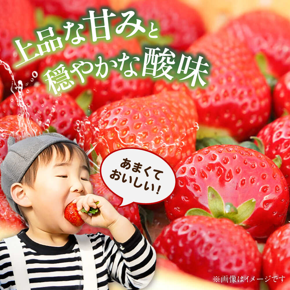 【ふるさと納税】【先行予約】【2026年1月発送開始】 熊本県産 いちご さちのか 計1kg (250g×4パック) 苺 果物 フルーツ 甘い イチゴ おいしい 熊本県 菊陽町【有限会社 吉岡農園】[BHBM001] サムネイル3