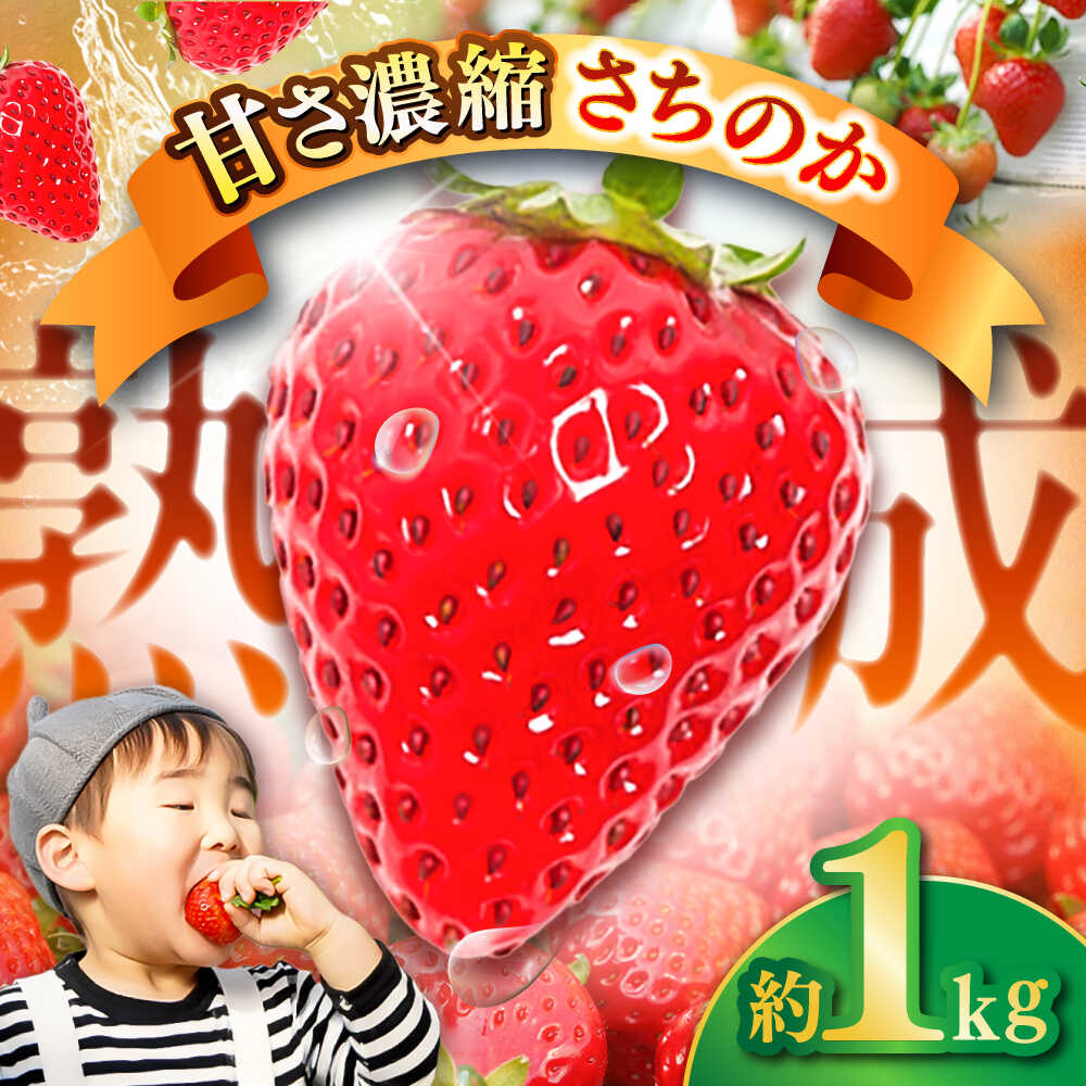 【先行予約】【2026年1月発送開始】 熊本県産 いちご さちのか 計1kg (250g×4パック) 苺 果物 フルーツ 甘い イチゴ おいしい 熊本県 菊陽町【有限会社 吉岡農園】[BHBM001]