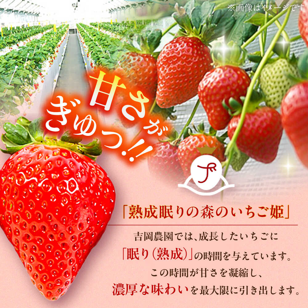 【ふるさと納税】【先行予約】【2026年1月発送開始】 熊本県産 いちご 恋みのり 計1kg (250g×4パック)苺 果物 フルーツ 甘い イチゴ おいしい 熊本県 菊陽町【有限会社 吉岡農園】[BHBM002] サムネイル2