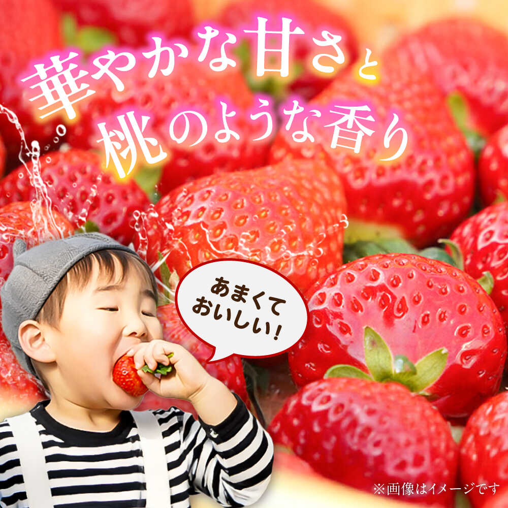【ふるさと納税】【先行予約】【2026年1月発送開始】 熊本県産 いちご 恋みのり 計1kg (250g×4パック)苺 果物 フルーツ 甘い イチゴ おいしい 熊本県 菊陽町【有限会社 吉岡農園】[BHBM002] サムネイル3
