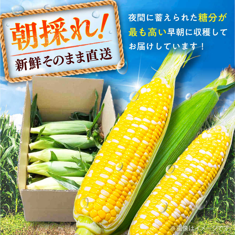 【ふるさと納税】【先行予約】【2026年6月上旬より順次発送】スイートコーン(甘々娘) 約4kg（10〜11本）/ 高糖度 かんかんむすめ 糖度 コーンスープ 産地直送 甘さ コーン おやつ BBQ バター焼き 野菜 とうもろこし 糖度 菊陽町【なかむら農園】[BHCJ001] - 画像3