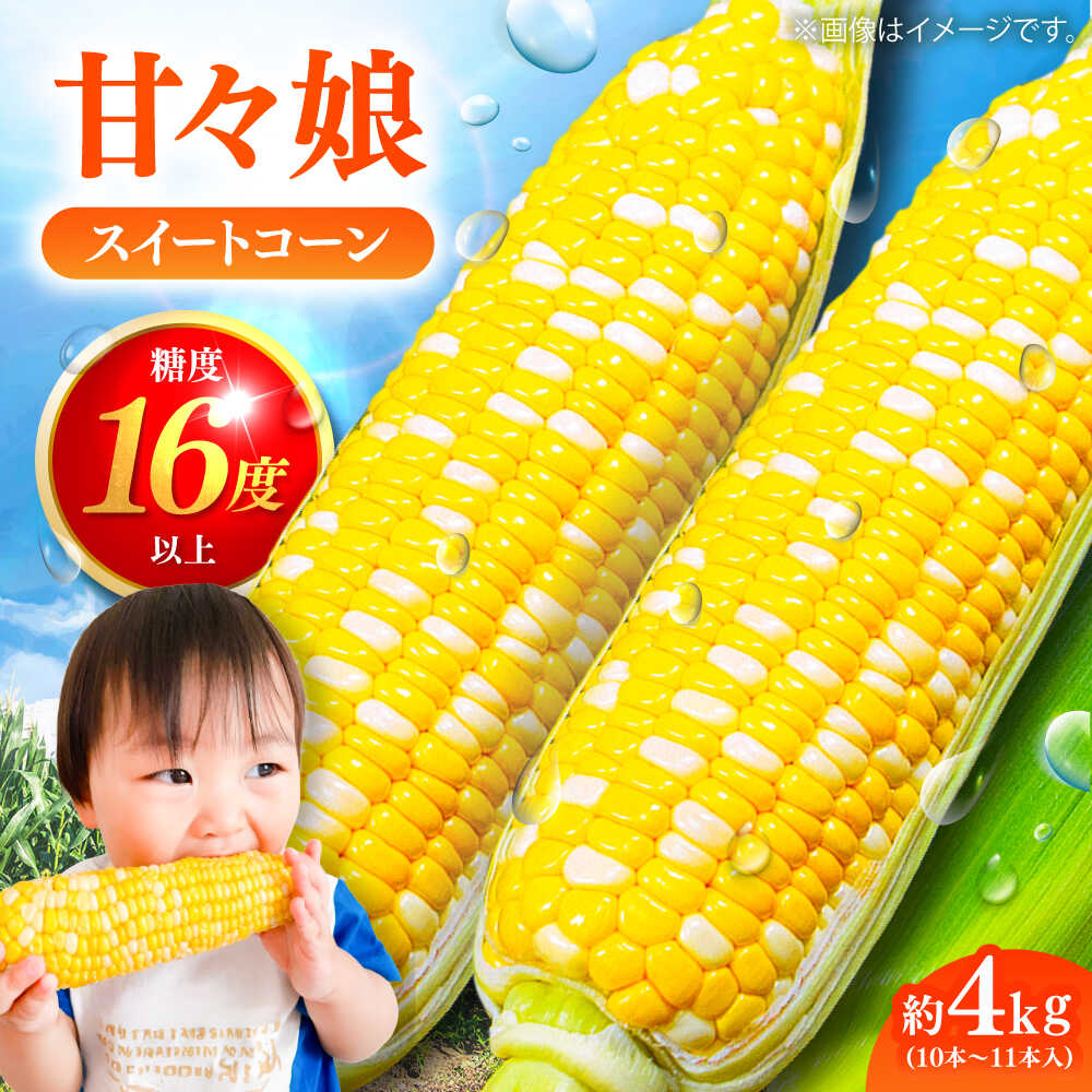 【先行予約】【2026年6月上旬より順次発送】スイートコーン(甘々娘) 約4kg（10〜11本）/ 高糖度 かんかんむすめ 糖度 コーンスープ 産地直送 甘さ コーン おやつ BBQ バター焼き 野菜 とうもろこし 糖度 菊陽町【なかむら農園】[BHCJ001]