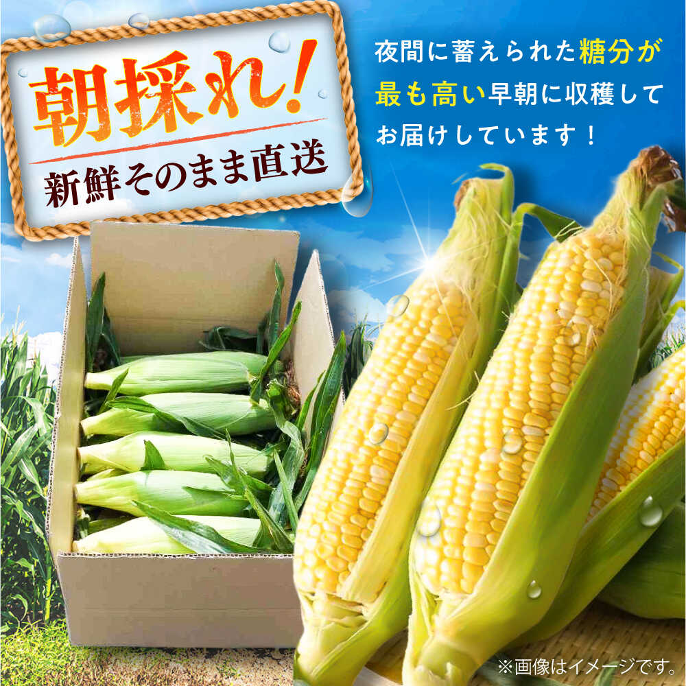 【ふるさと納税】【先行予約】【2026年5月下旬より順次発送】スイートコーン(ドルチェドリーム)約4kg / 高糖度 どるちぇどりーむ 糖度 コーンスープ 産地直送 甘さ コーン おやつ BBQ バター焼き 野菜 とうもろこし 糖度 菊陽町【なかむら農園】[BHCJ002] - 画像2