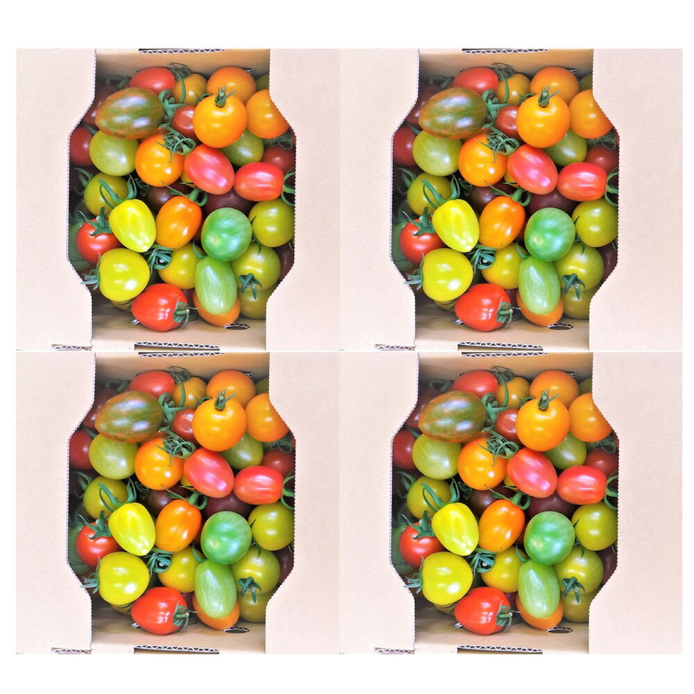【年4回定期便】カラフルミニトマト 合計4kg 各便約1kg 計4回 野菜 トマト 青果 ベジタブル 国産 九州産 熊本産 高森町産 冷蔵 送料無料【毎年6月上旬より順次発送】