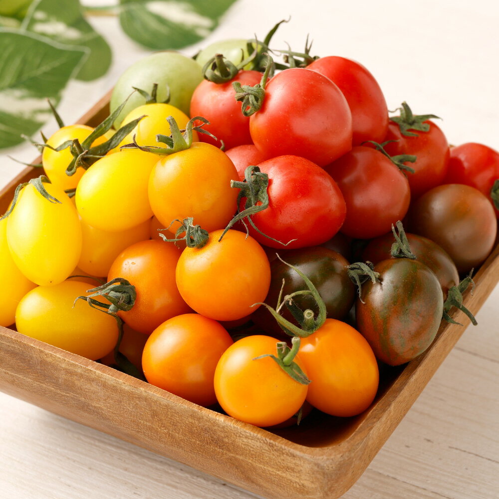 【ふるさと納税】【年4回定期便】カラフルミニトマト 合計4kg 各便約1kg 計4回 野菜 トマト 青果 ベジタブル 国産 九州産 熊本産 高森町産 冷蔵 送料無料【毎年6月上旬より順次発送】 - 画像3