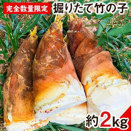 【先行予約】熊本県 御船町 掘りたて たけのこ 2kg タケノコ 竹の子 冷蔵 ギフト グルメ 野菜 お祝い 春 筍《2026年3月上旬-4月下旬頃出荷》 有限会社ニシムラ 熊本 御船 たけのこ 先行 予約