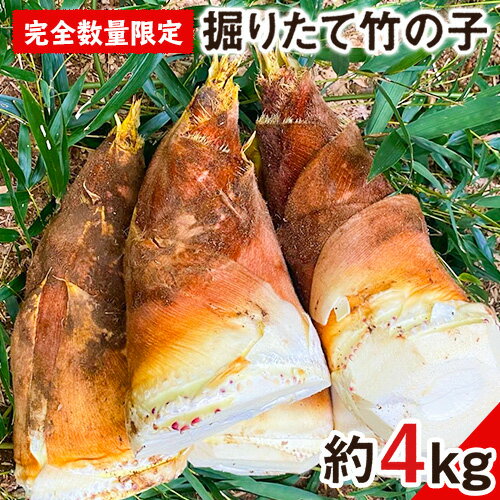 【先行予約】熊本県 御船町 掘りたて たけのこ 4kg タケノコ 竹の子 冷蔵 ギフト グルメ 野菜 お祝い 春 筍《2026年3月上旬-4月下旬頃出荷》 有限会社ニシムラ 熊本 御船 たけのこ