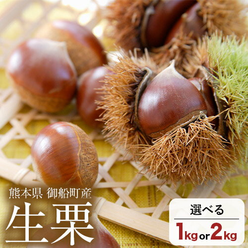 【先行予約】生栗 熊本県御船町産限定 約1kg 約2kg(2L-Lサイズ) 期間限定 野菜 予約 スイーツ きんとん 甘露煮 渋皮煮 栗ご飯 熊本県御船町《2026年9月上旬-9月下旬頃出荷》