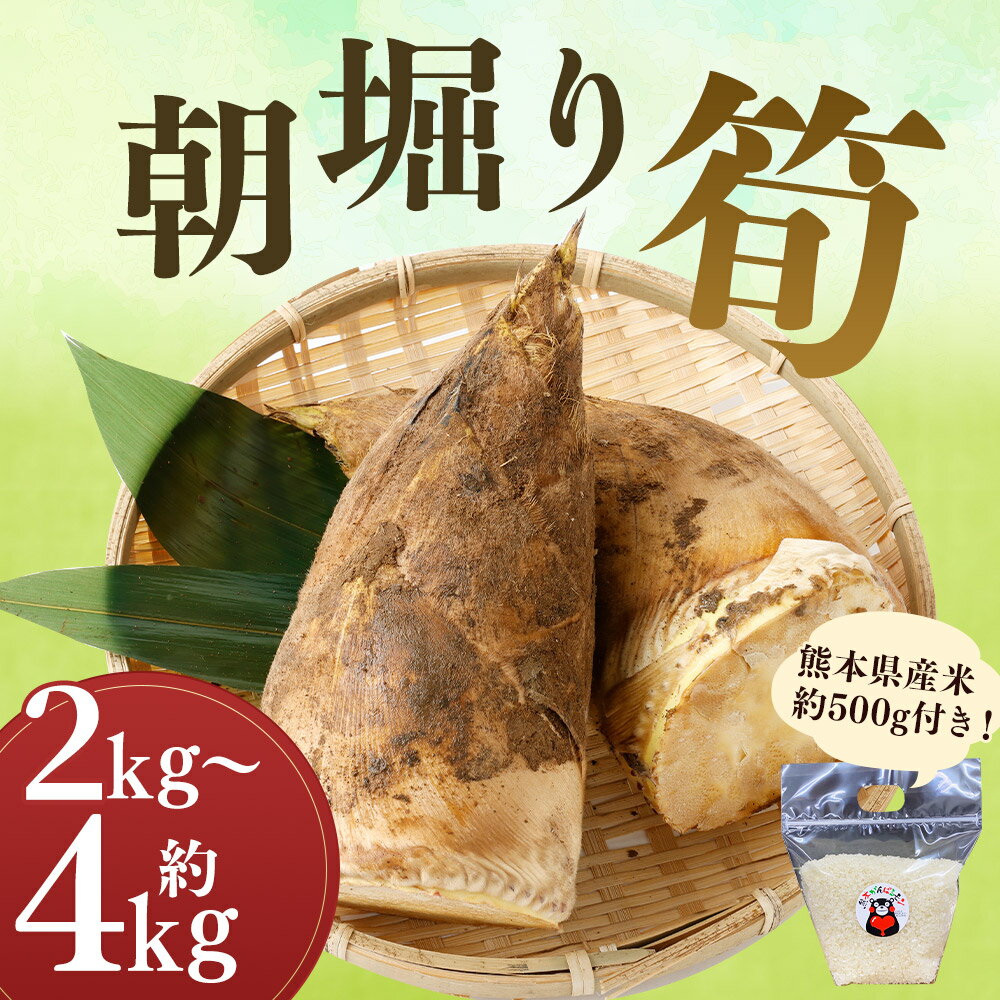 【ふるさと納税】朝堀り筍 約2kg/約4kg 選べる内容量 熊本県産米約500g付き たけのこ タケノコ 野菜 森のくまさん お米 精米 白米 おまけ付き 熊本県産 九州産 国産 送料無料【2026年3月上旬～4月下旬発送予定】 - 画像2