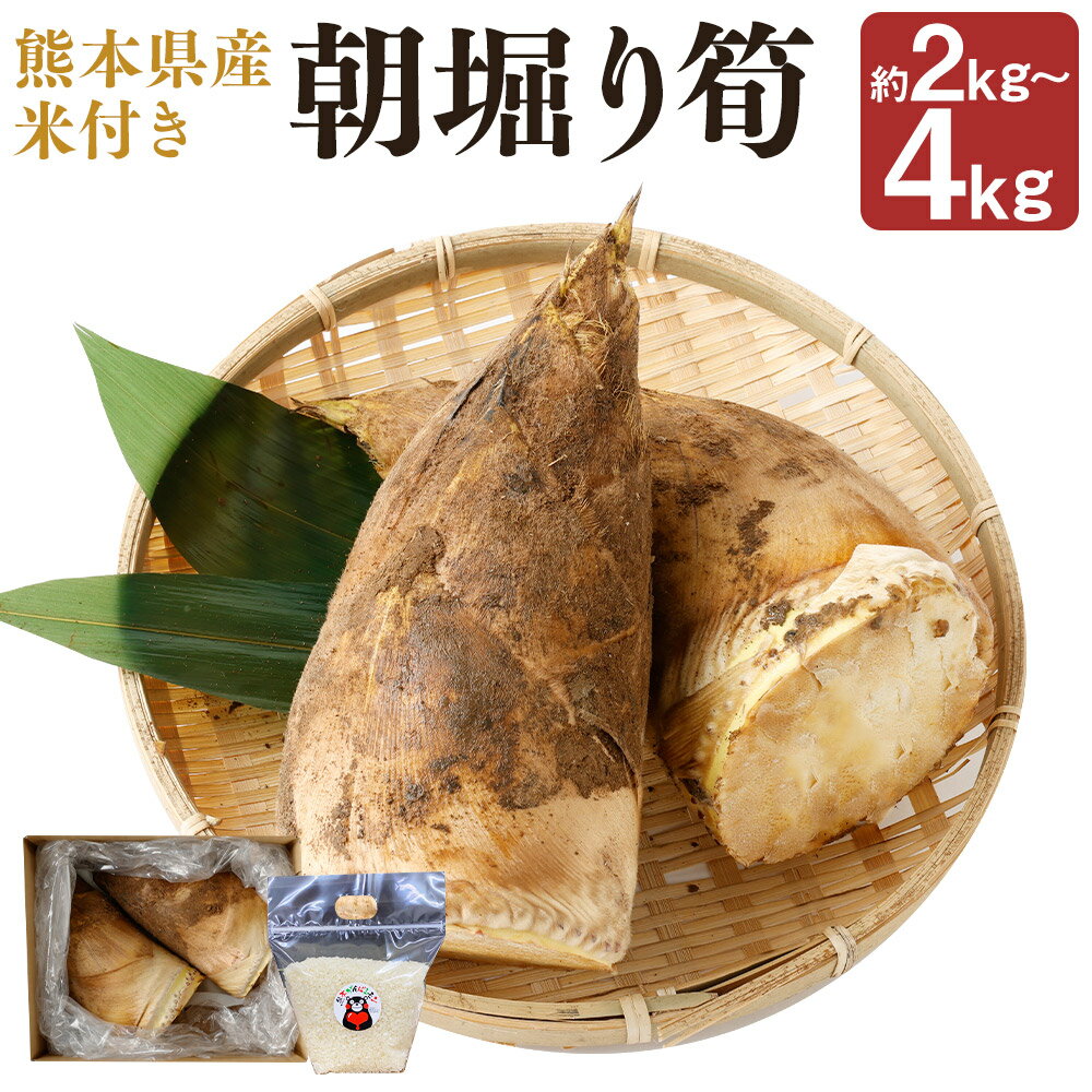 朝堀り筍 約2kg/約4kg 選べる内容量 熊本県産米約500g付き たけのこ タケノコ 野菜 森のくまさん お米 精米 白米 おまけ付き 熊本県産 九州産 国産 送料無料【2026年3月上旬～4月下旬発送予定】
