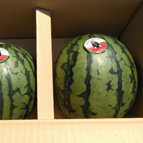 小玉すいか 2玉 約1.5kg×2玉 合計約3kg 品種おまかせ ランダム すいか 西瓜 フルーツ 果物 益城すいか 熊本県産 益城町産 九州産 送料無料【2026年5月下旬～6月上旬に発送予定】