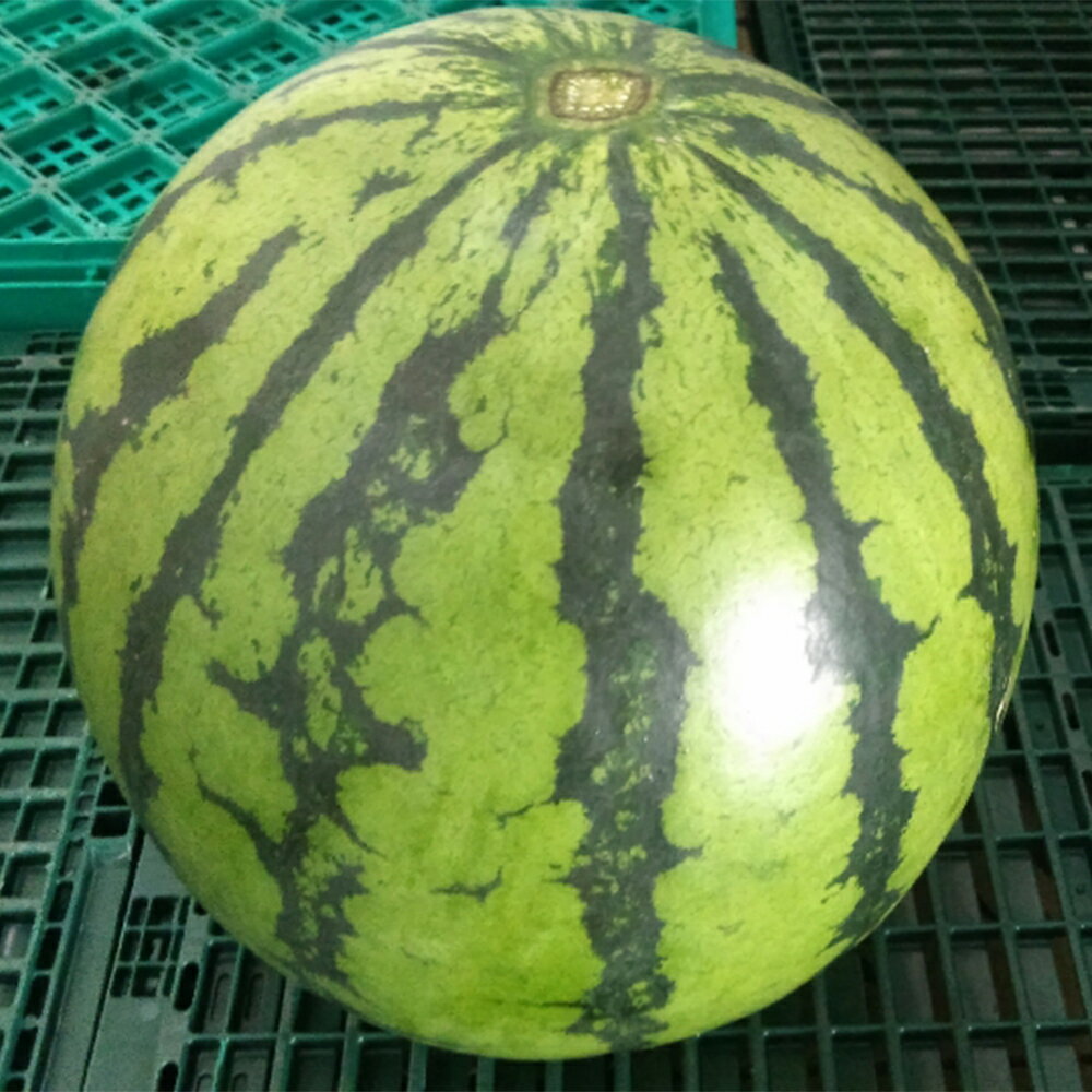 大玉すいか 1玉 約8kg 品種おまかせ ランダム すいか 西瓜 フルーツ 果物 益城すいか 熊本県産 益城町産 九州産 送料無料【2026年4月下旬～7月上旬に発送予定】