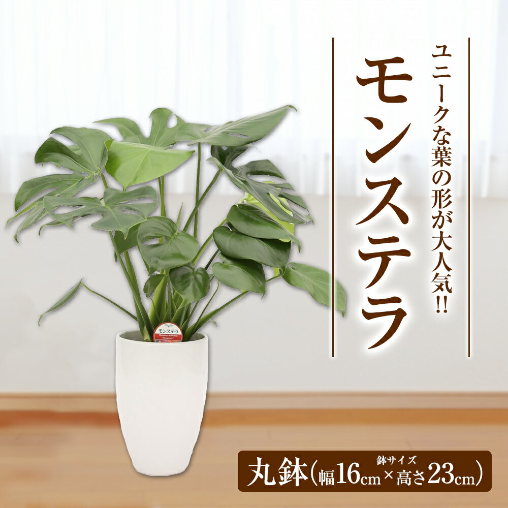 【ふるさと納税】モンステラ 観葉植物 丸鉢 幅約16cm×高さ約23cm 植物 観葉植物 育てやすい 大きな葉っぱの観葉植物 室内 初心者 インテリア モダン おしゃれ ふるさと納税品 1万円 10,000円 10000円 ふるさと納税益城町 故郷納税 九州産 国産 - 画像2