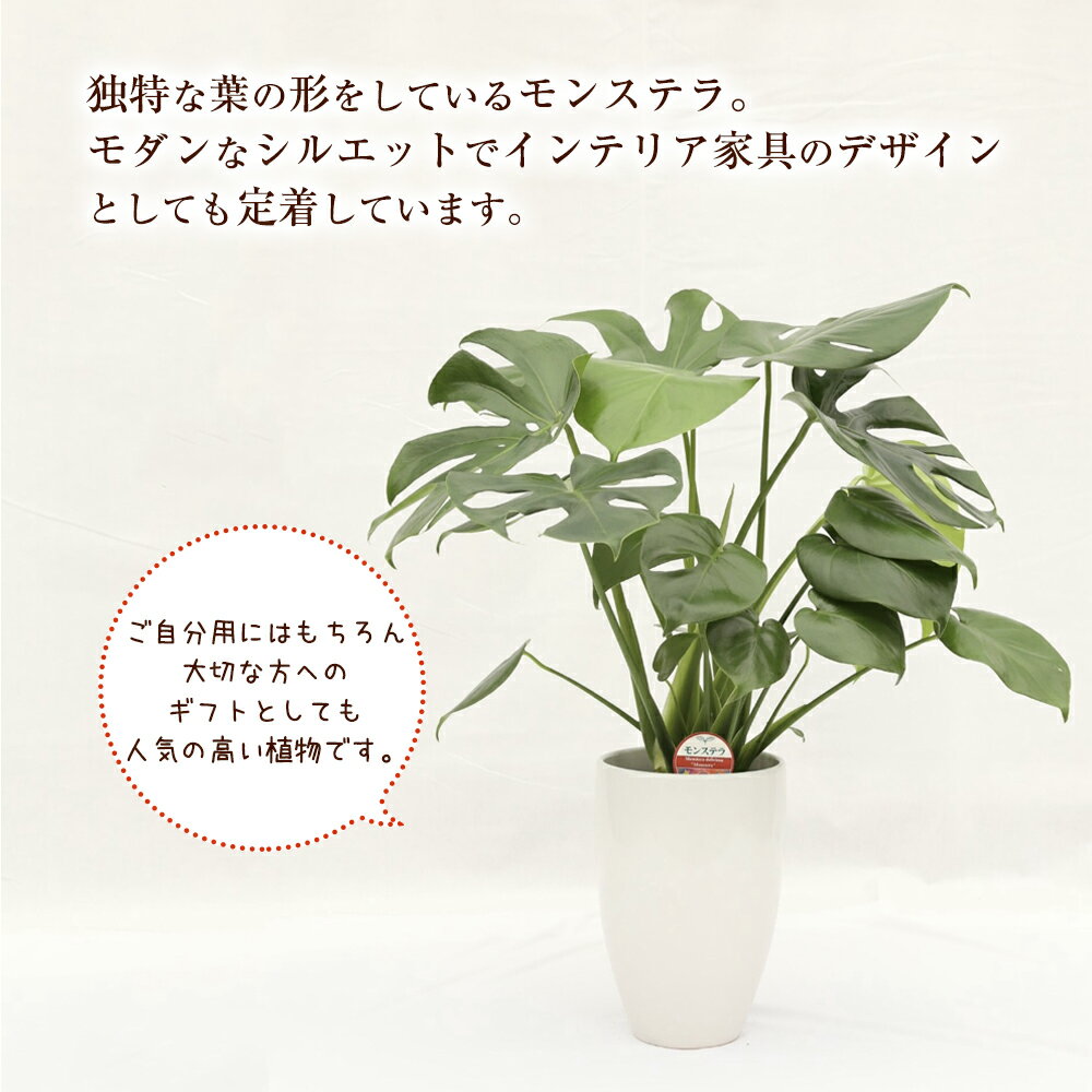 【ふるさと納税】モンステラ 観葉植物 丸鉢 幅約16cm×高さ約23cm 植物 観葉植物 育てやすい 大きな葉っぱの観葉植物 室内 初心者 インテリア モダン おしゃれ ふるさと納税品 1万円 10,000円 10000円 ふるさと納税益城町 故郷納税 九州産 国産 - 画像3