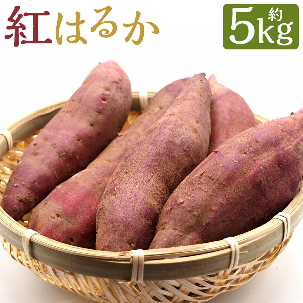 紅はるか 約5kg さつまいも サツマイモ 野菜 いも 芋 べにはるか 熊本県産 九州産 送料無料 【2026年2月上旬～6月下旬発送予定】