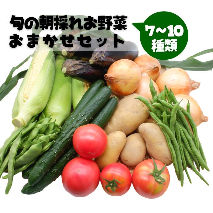 旬の朝採れお野菜おまかせセット - 野菜セット 野菜詰め合わせ 新鮮 フレッシュ 旬の野菜 朝採れ 国産 熊本県産 お任せ 何が入っているかはお楽しみ 7種類前後 おすすめ 熊本県 甲佐町【価格改定】