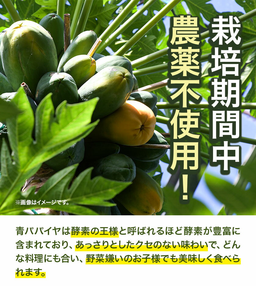 【ふるさと納税】 パパイヤ 青パパイヤ パパイア 野菜 健康野菜 5kg ゆいやわす《9月下旬-12月中旬頃出荷》熊本県 葦北郡 津奈木町 国産 人気 お試し カレー お味噌汁 炒め物 サラダ に 酵素 食物繊維 たっぷり サムネイル3