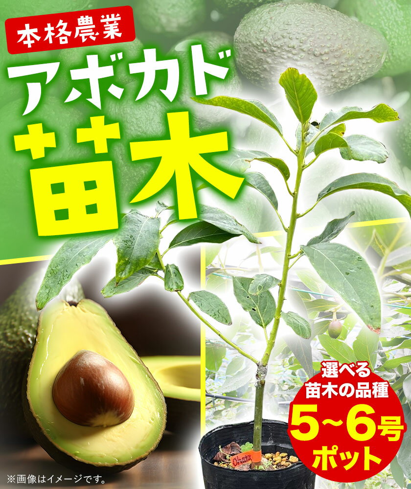 【ふるさと納税】アボカド苗木 5~6号ポット 選べる ベーコン種 ピンカートン種《30日以内に出荷予定(土日祝除く)》熊本県 津奈木町 南興ファーム アボカド 苗木 農業 ベーコン ピンカートン アボカドサンド ちらし寿司 野菜炒め 熱帯果樹栽培 産地直送 送料無料 サムネイル2